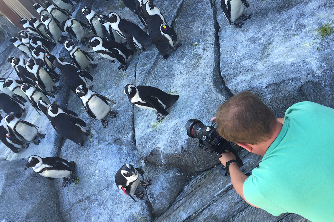 Photo shoot with penguins at the zoo