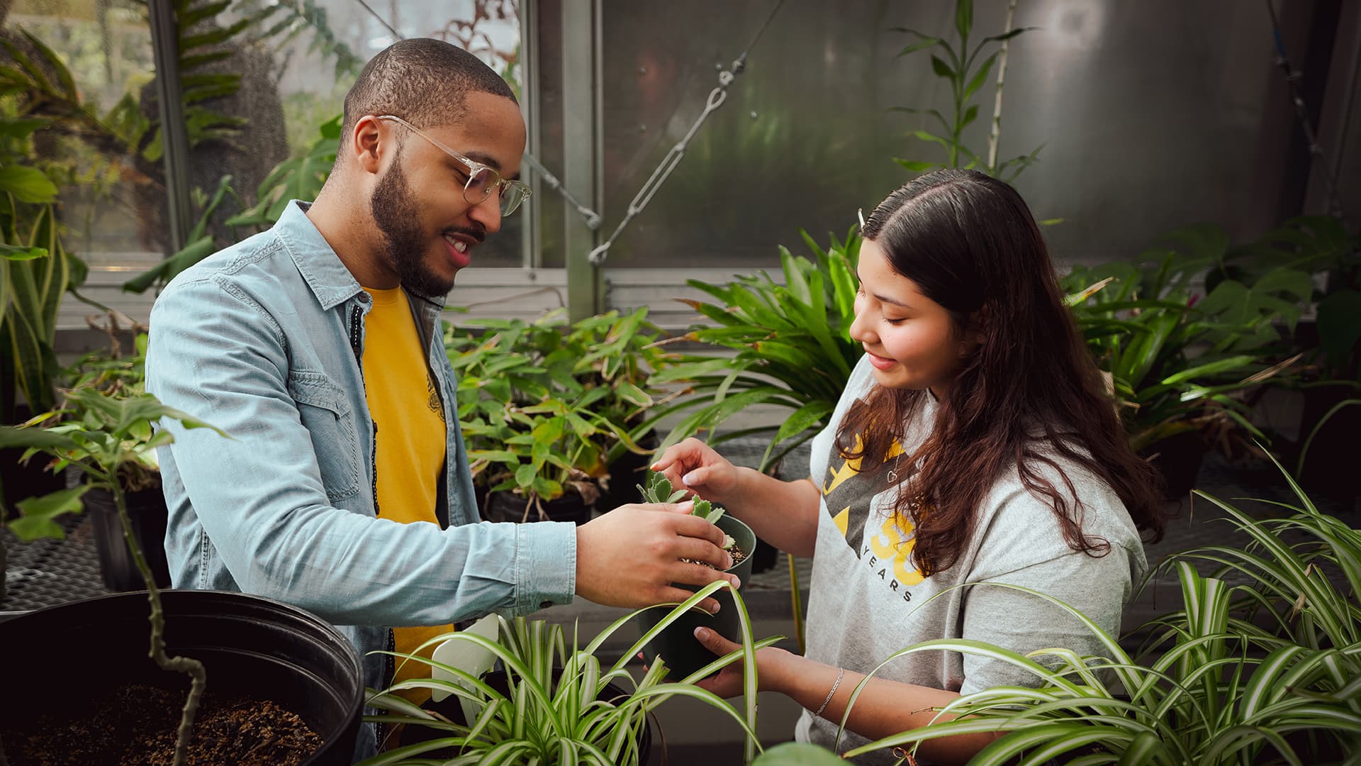 Two Towson University students examining and repotting small succulent plants together inside a campus greenhouse filled with foliage.